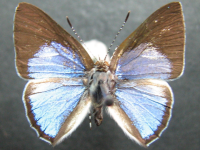 Adult Male Upper of Blue Moonbeam - Philiris nitens nitens